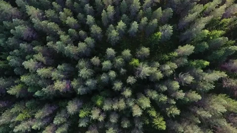 Flying over the forest. Top view of coniferous forest in Finland Stock Footage 134794090