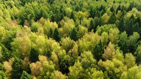 Flying over forest trees in clear weather in autumn Stock Footage 116411913