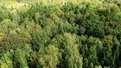 Flying over forest trees in clear weather in autumn Stock Footage 116411921
