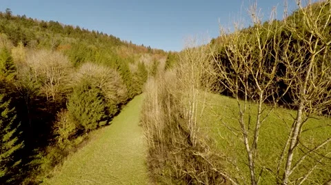 Flying over forest trees. colorful vibrant nature background Stock-Footage 64541281