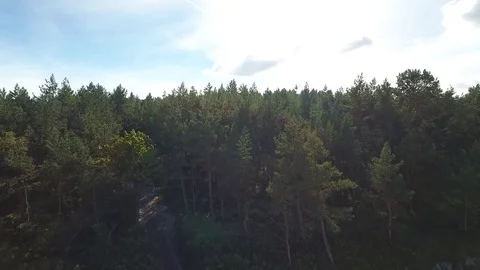 Flying over forest trees. Stock Footage 81687822