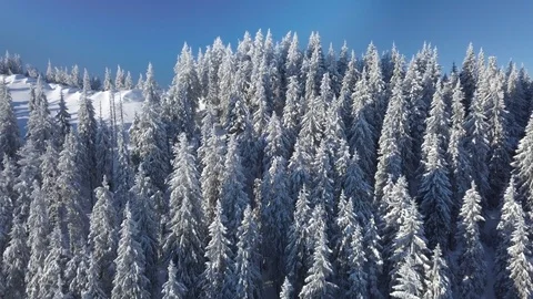Flying over the forest und mountains in winter Stock Footage 104009587