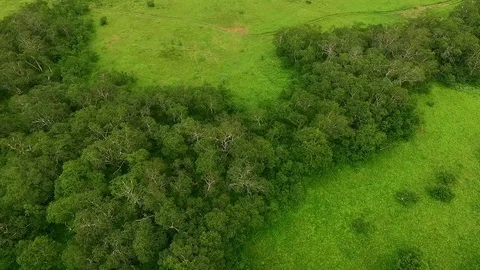 Flying over the forest. Wild forest. Kamchatka Stock Footage 72598826