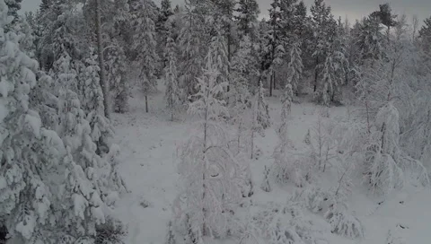 Flying over the Forest in Winter Stock Footage 64801347