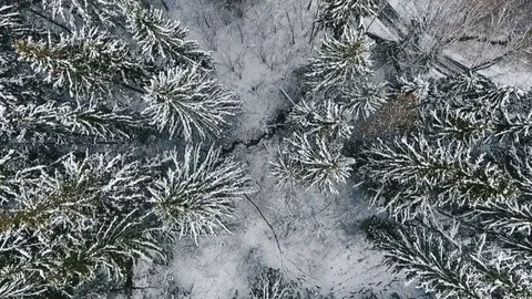 Flying Over The Forest In Winter Stock Footage 72338744