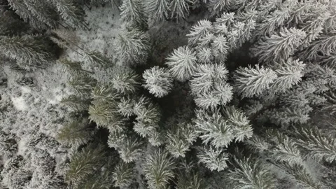 Flying over the forest in winter. Stock Footage 155096526