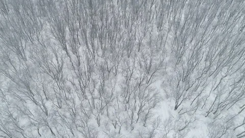 Flying over a forest without foliage in winter Stock Footage 153008332