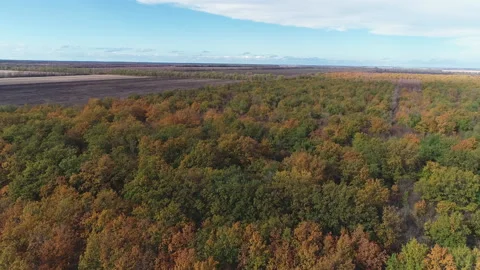 Flying over the forest with yellowing trees towards the fields in autumn Video stock 153002627