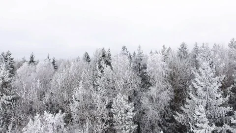 Flying over the forests, trees in the snow of a Christmas tree. Video stock 99521767