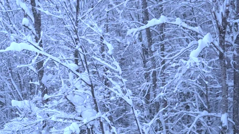 Flying over the forests, trees in the snow of a Christmas tree. Video stock 133986967