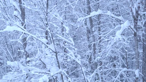 Flying over the forests, trees in the snow of a Christmas tree. Video stock 133987665