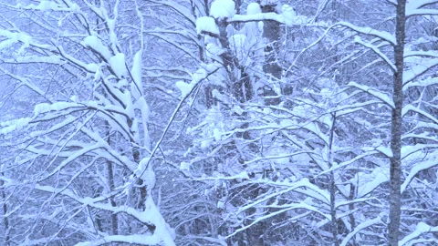 Flying over the forests, trees in the snow of a Christmas tree. Video stock 133987995