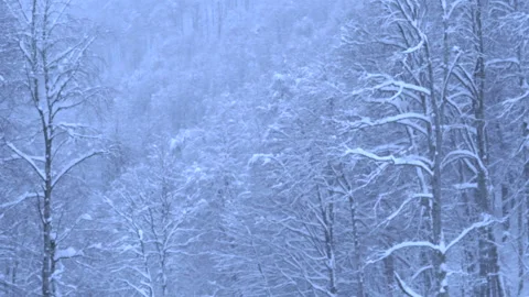 Flying over the forests, trees in the snow of a Christmas tree. Video stock 133988278