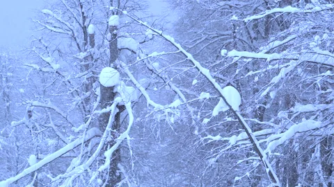 Flying over the forests, trees in the snow of a Christmas tree. Video stock 133988461