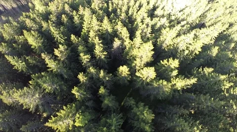 Flying over the Forrest - Aerial Flight Stock Footage 40728545
