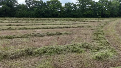 Flying over freshly cut grass to a field hedgerow drone Stock Footage 294684981