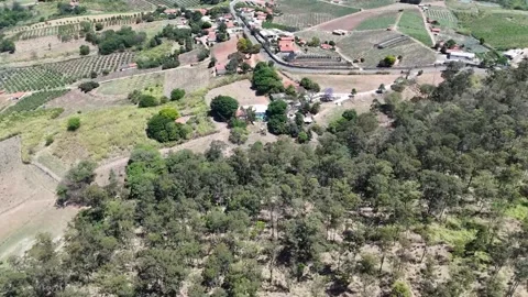 Flying over fruits tree Stock Footage 320015675