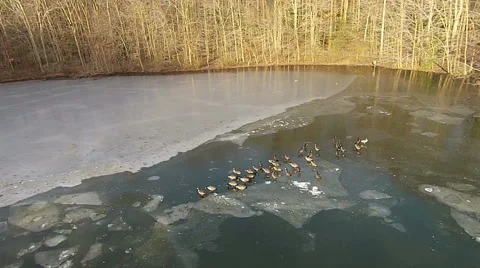 Flying over a Gaggle of Geese Stock-Footage 46560711