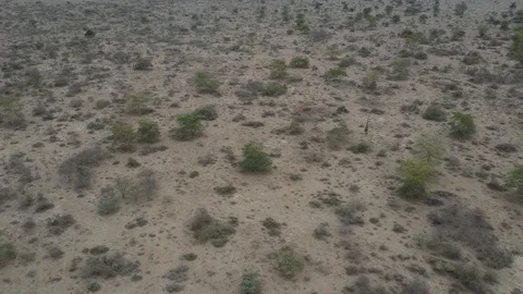Flying over a giraffe on the Kenyan plain drone stock footage by DroneRune Stock Footage 126996506