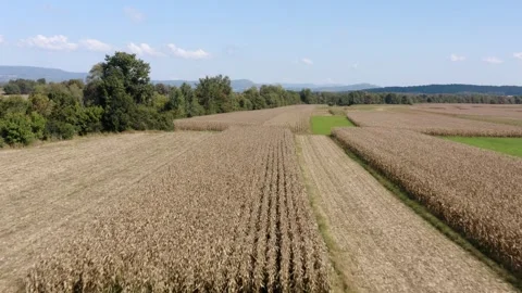 Flying over golden cornfields ready for harvest, stretching across the landscape Stock-Footage 285772555