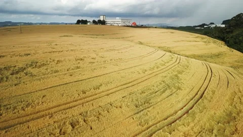 Flying over a golden wheat field. Agriculture. South of Brazil. Stock Footage 234453780