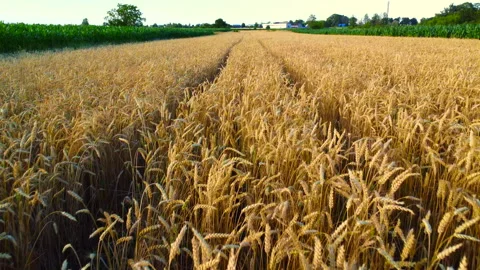 Flying over the grain Stock Footage 219429912