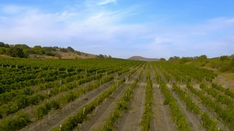 Flying over grape fields, Aerial Stock Footage 116706618