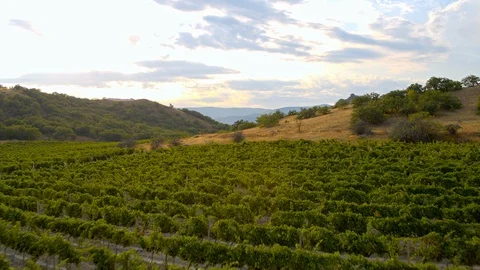 Flying over grape fields, Aerial Stock Footage 116708030