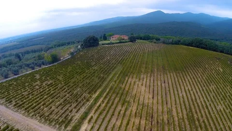 Flying over the grape fields Stock Footage 93160565