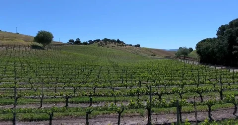 Flying over grape vines on an old farm vineyard in Santa Ynez, California Stock Footage 73018752