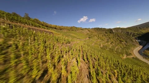 Flying over the grape vines vineyards in the hills of the eifel region in Stock Footage 293350958