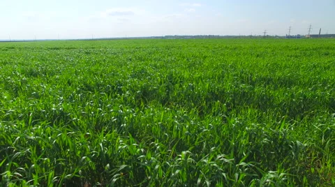 Flying over the grass in the field Stockbeeldmateriaal 62496332