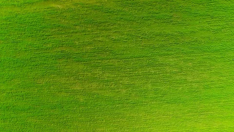 Flying over the grass in the field Video stock 73433099