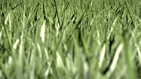 Flying over Grass Video stock 20487933