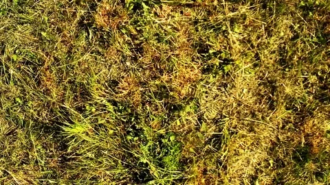 Flying Over Grass Stock Footage 117255661