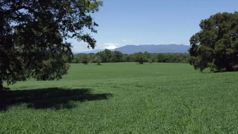 Flying over the grass plain Stock Footage 273739666