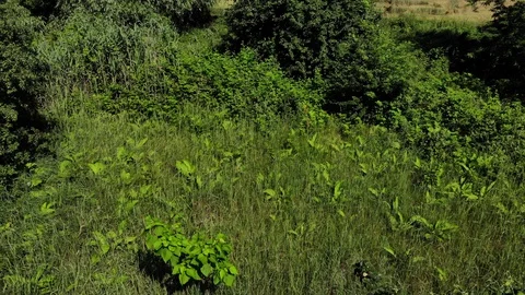 Flying over the grass, Russia. Stock Footage 111391918