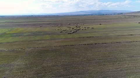Flying Over Grazing Sheeps on the Field, 4K Video Stock-Footage 100464540