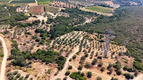 Flying over Greek landscape with olive trees and electricity pylons Stock Footage 345366553