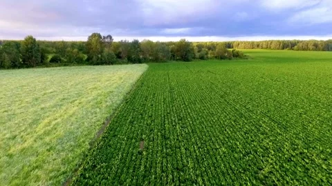 Flying over green agricultural fields and a dense forest Video stock 333829423