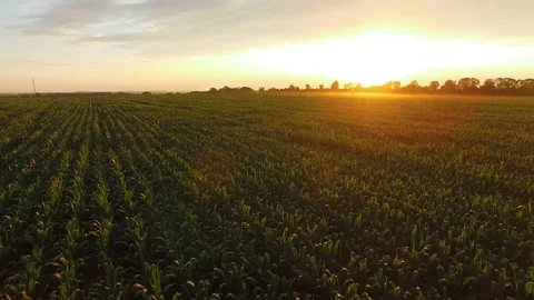 Flying over green corn field on huge sunset. 4K 動画素材 95433740
