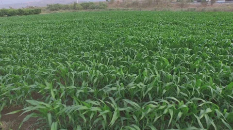 Flying Over Green Cornfield Video stock 61114822
