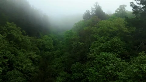Flying over a green deciduous forest in a hazy haze of clouds Stock Footage 274099990