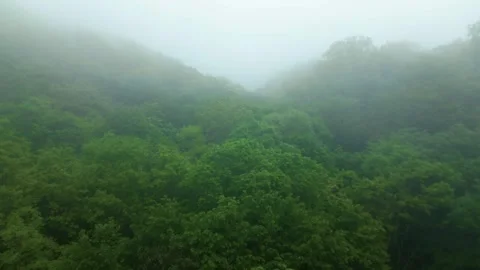 Flying over a green deciduous forest in a hazy haze of clouds Stock Footage 274100049