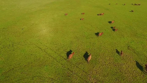 Flying over a green field with cattle running away - Australia Stock Footage 94072039