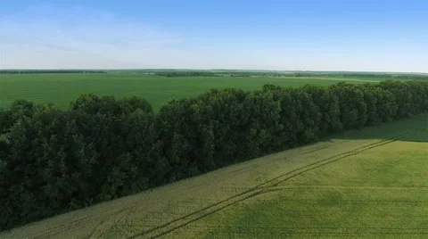 Flying Over Green Field Stock Footage 52321346