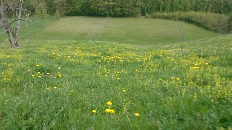 Flying over the green field Video stock 54218459