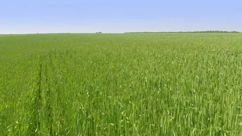 Flying over green field Stock Footage 100662510