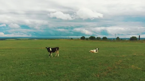 Flying over a green field Stock Footage 114348143