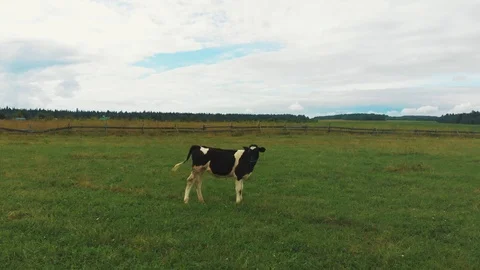 Flying over a green field Stock Footage 114348166